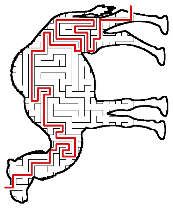 Solved Camel maze, the way through marked in red