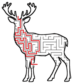 Solved Deer maze
